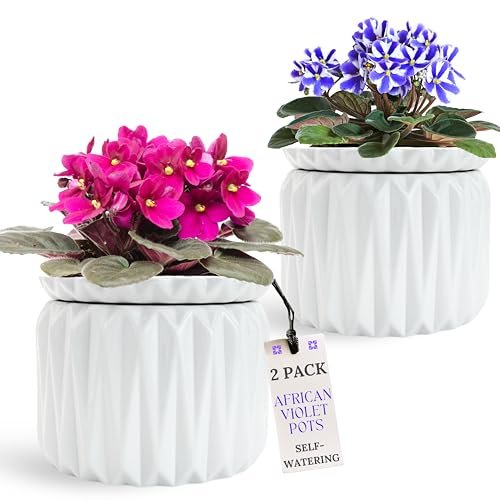 Thriving Thicket 6 Inch African Violet Pots Self Watering